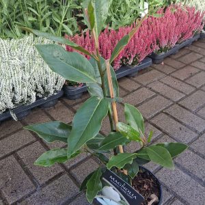 Magnolia grandiflora 'Little Gem' - Örökzöld magnólia