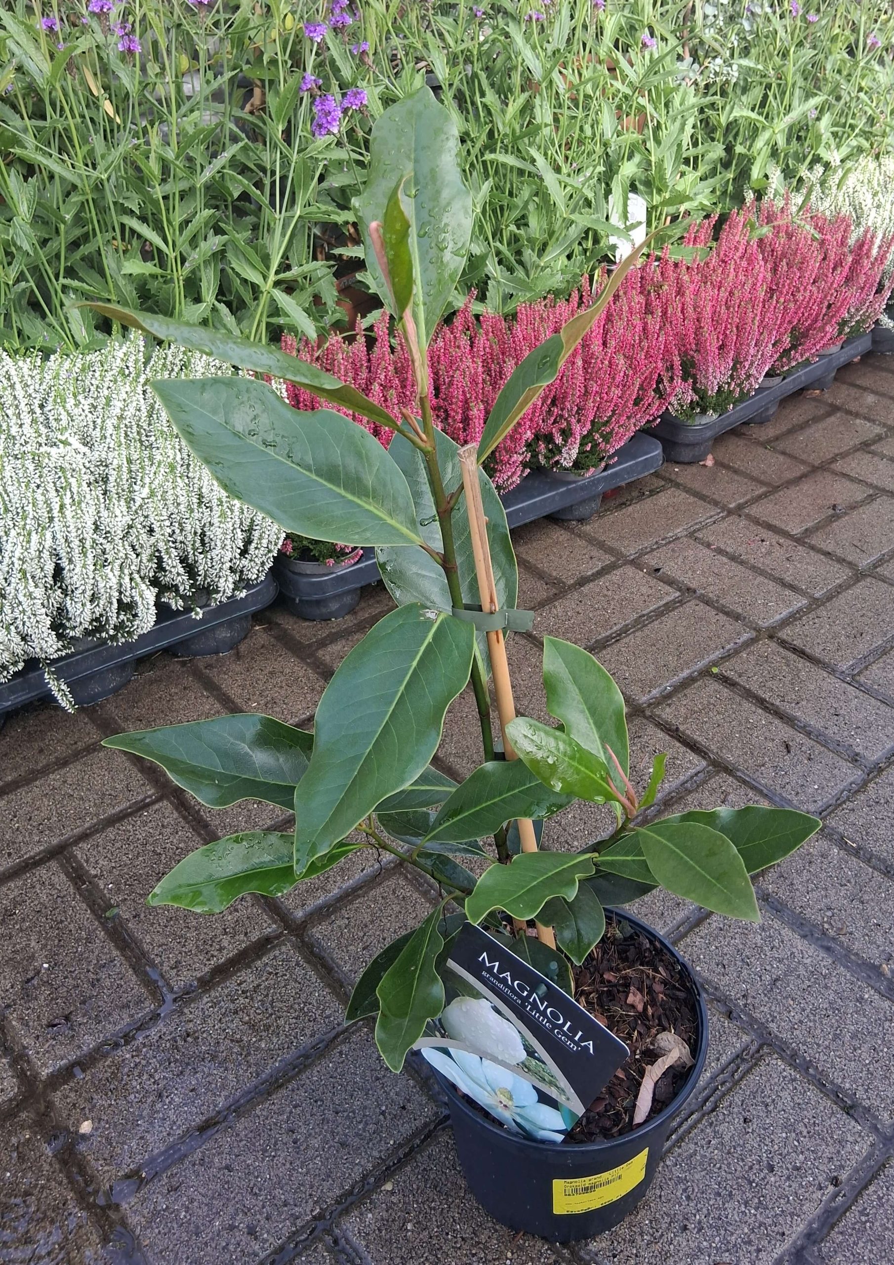 Magnolia grandiflora 'Little Gem' - Örökzöld magnólia
