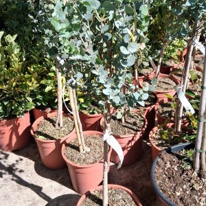 Eucalyptus gunnii - Havasi eukaliptusz törzses
