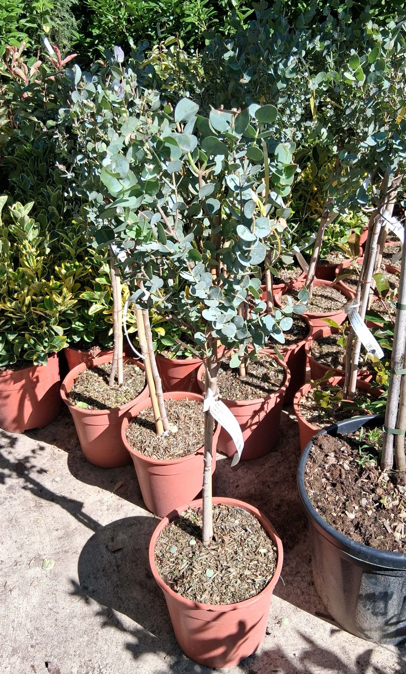 Eucalyptus gunnii - Havasi eukaliptusz törzses