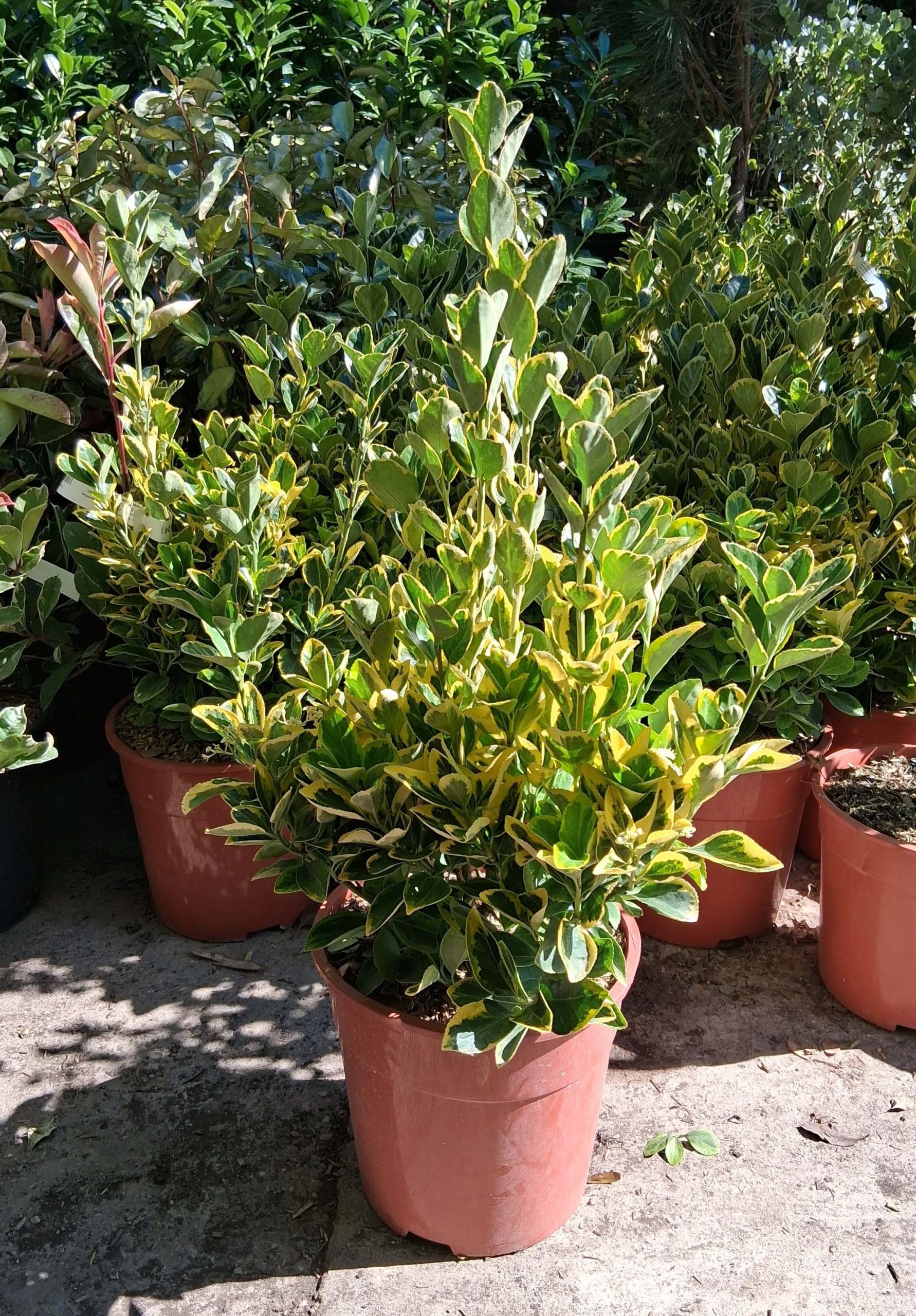 Euonymus japonicus 'Aurea' - Sárgatarka kecskerágó - Image 3
