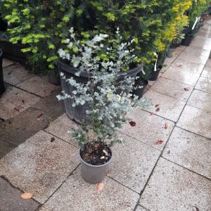 Eucalyptus gunni 'Azura' - Eukaliptusz