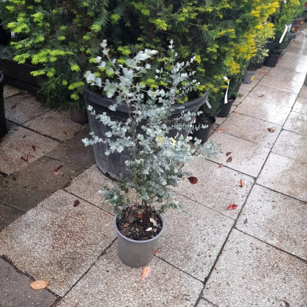 Eucalyptus gunni 'Azura' - Eukaliptusz