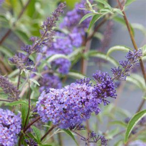 Buddleja davidii 'Nanho Blue' - Nyári orgona