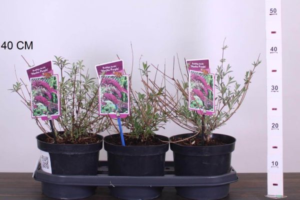 Buddleja davidii 'Nanho Purple' - Nyári orgona - Image 2