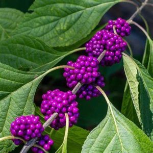 Callicarpa bodinieri 'Profusion' - Kínai lilabogyó