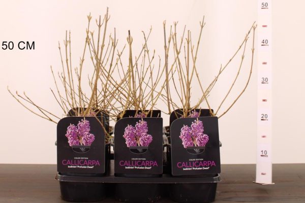 Callicarpa bodinieri 'Profusion' - Kínai lilabogyó - Image 2