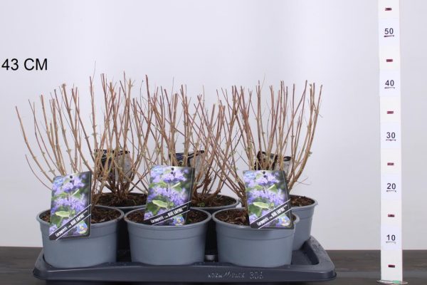 Caryopteris clandonensis 'Blue Empire' - Kékszakál