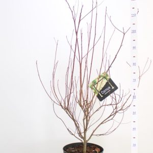 Cornus controversa - Emeletes som
