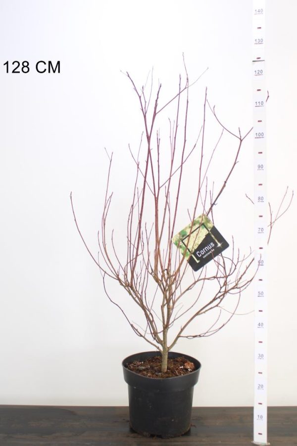 Cornus controversa - Emeletes som