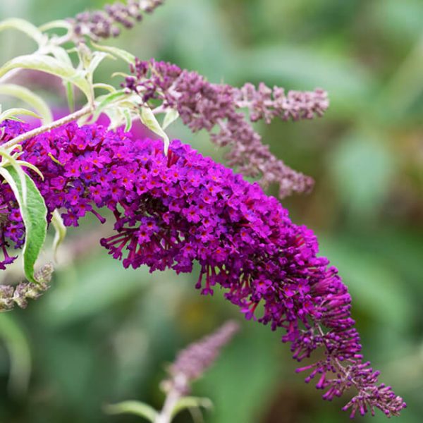 Buddleja davidii 'Nanho Purple' - Nyári orgona