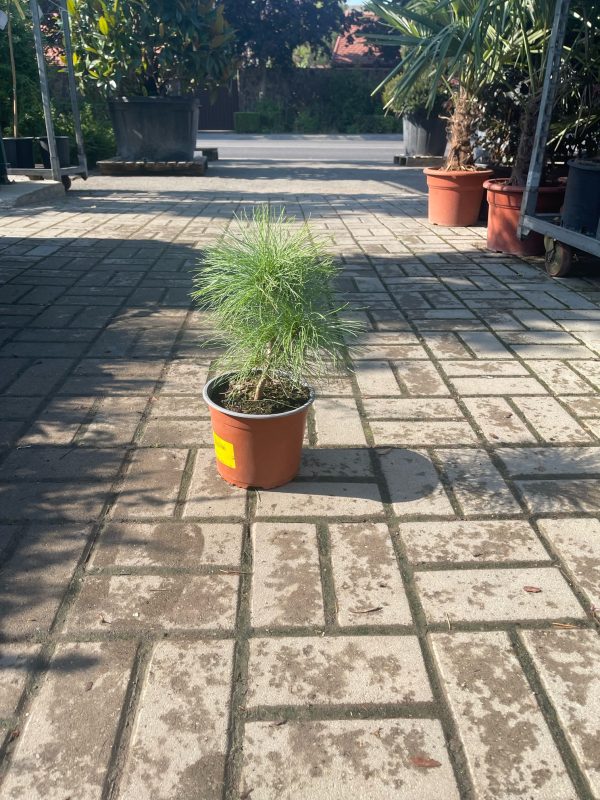 Pinus wallichiana/ Himalájai selyemfenyő