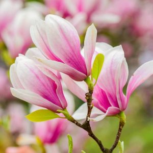 Magnolia 'George Henry Kern'/Liliomfa