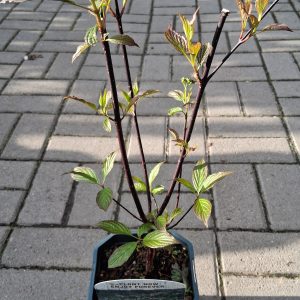Cornus alba 'Kesselringii' - Fekete vesszejű som