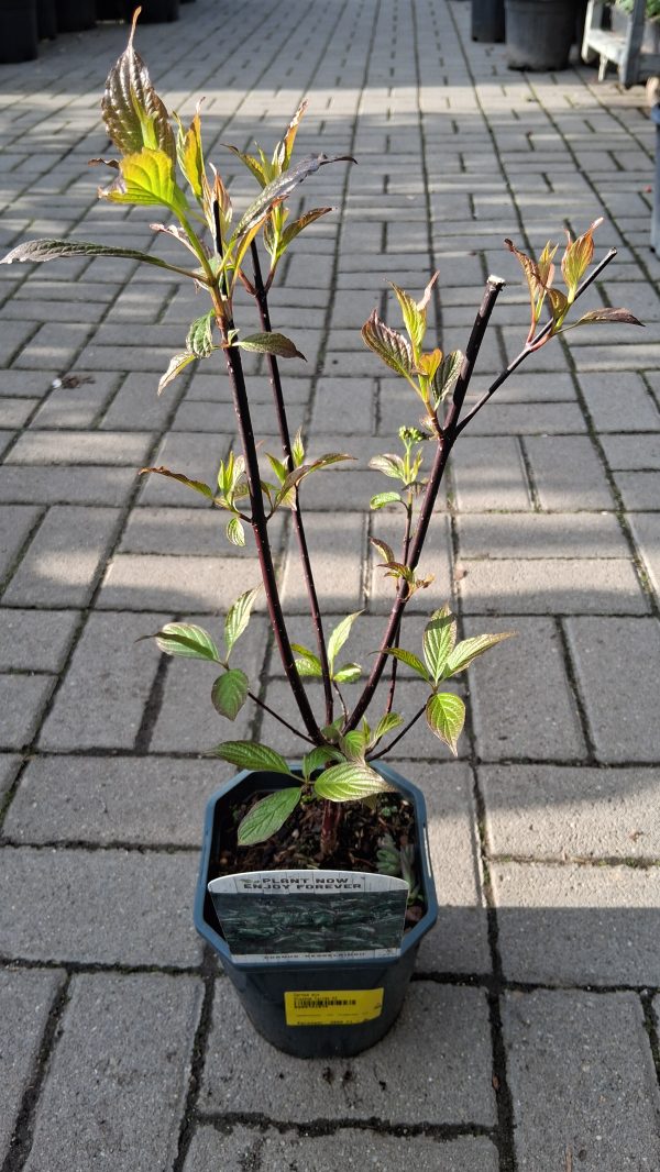 Cornus alba 'Kesselringii' - Fekete vesszejű som