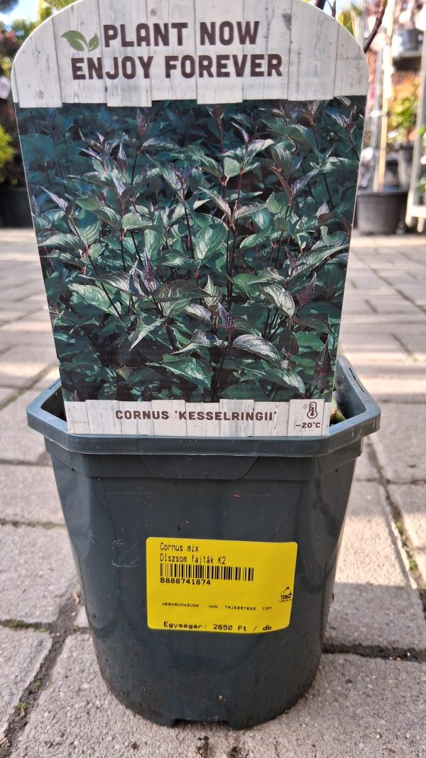 Cornus alba 'Kesselringii' - Fekete vesszejű som - Image 2