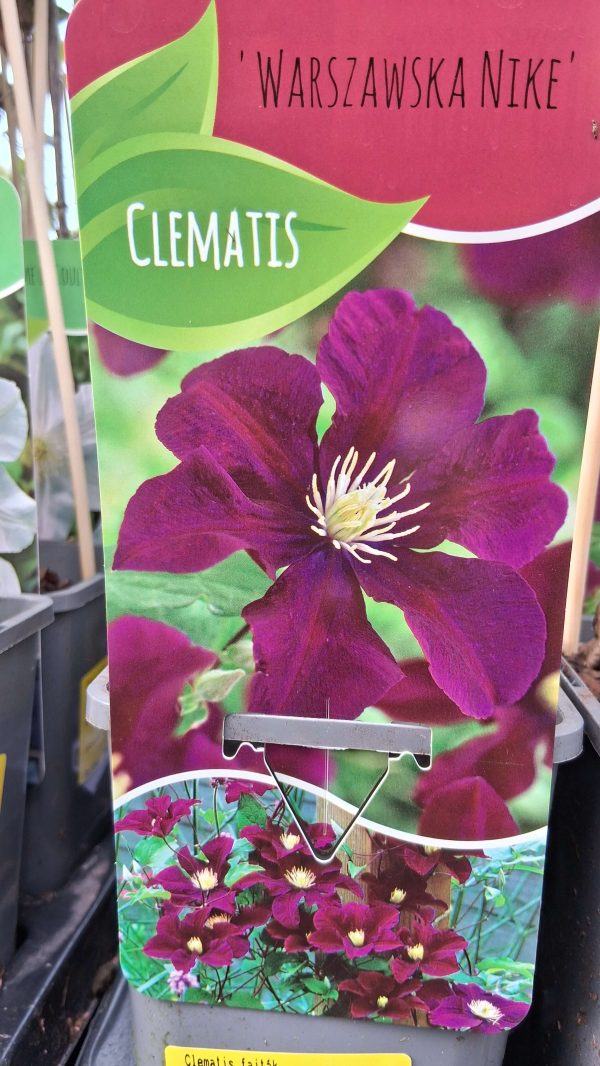 Clematis 'Warszawska Nike' - Kerti iszalag