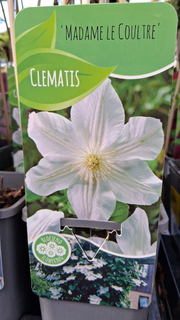 Clematis 'Madame Le Coultre' - Kerti iszalag
