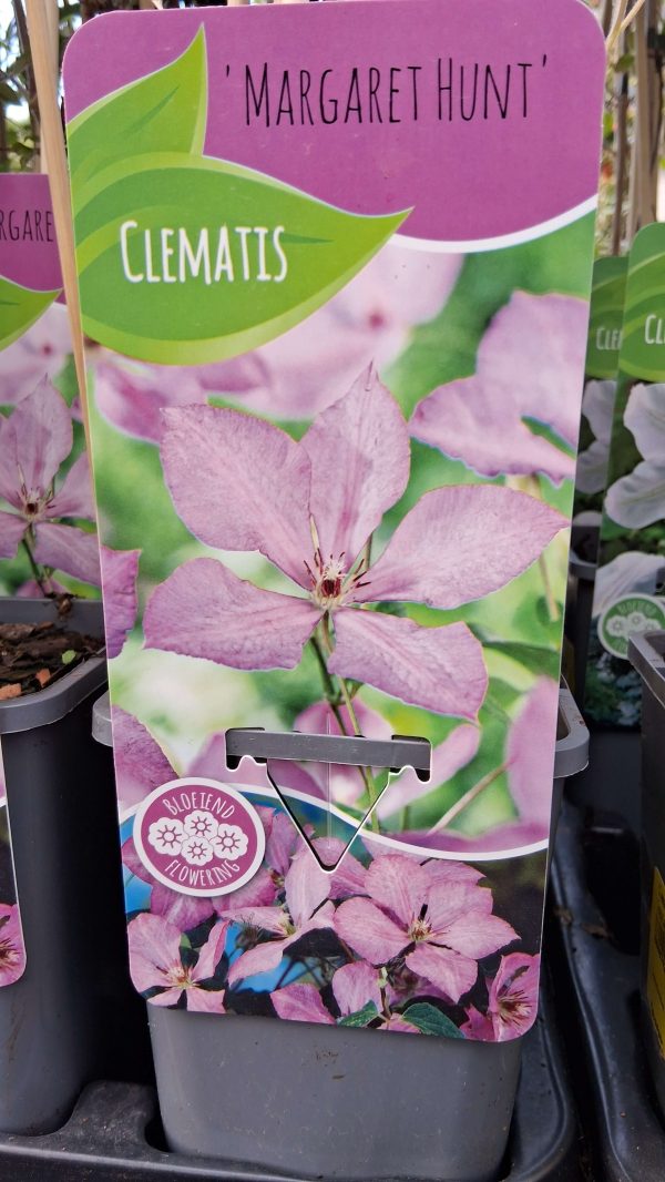 Clematis 'Margaret Hunt' - Kerti iszalag