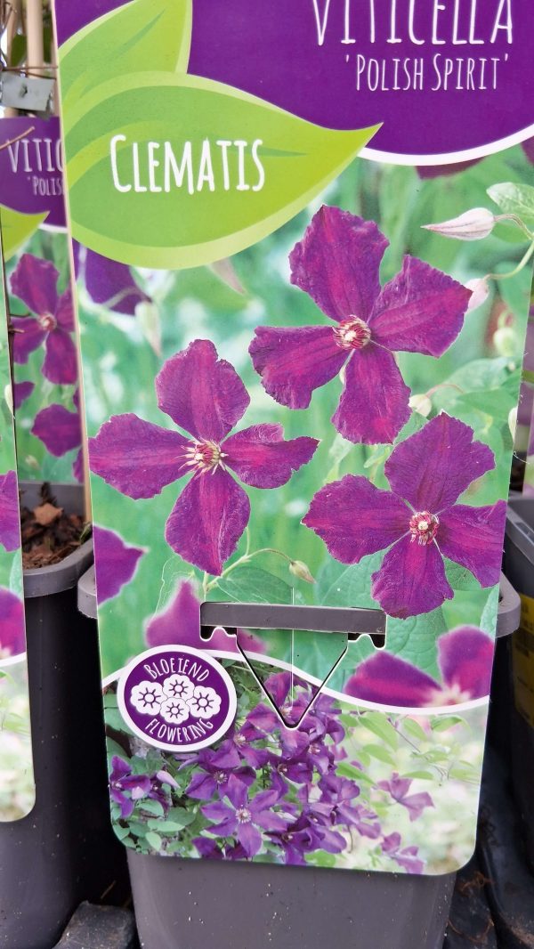 Clematis 'Polish Spirit' - Kerti iszalag