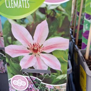 Clematis 'Nelly Moser' - Kerti iszalag