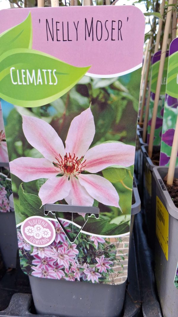 Clematis 'Nelly Moser' - Kerti iszalag