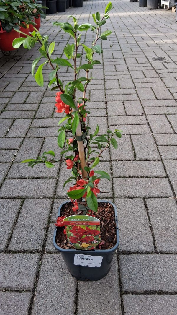 Chaenomeles superba 'Clementine' - Japánbirs
