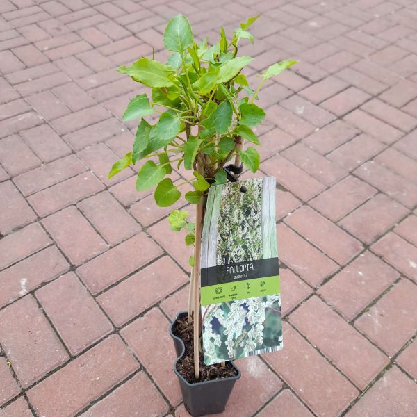 Fallopia aubertii - Kínai iszalag