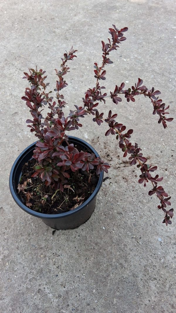 Berberis thunbergii 'Carmen' - Japán vérborbolya