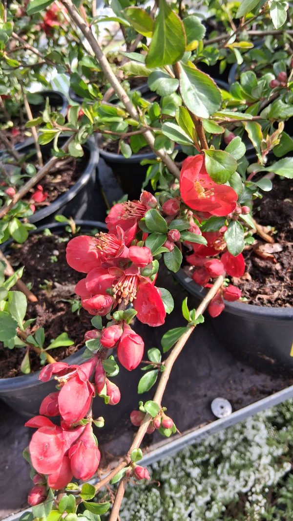 Chaenomeles x superba 'Nicoline' - Japánbirs - Image 3