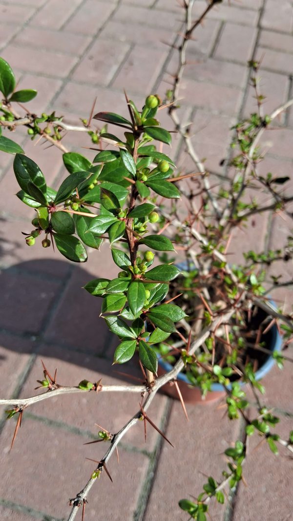 Berberis candidua 'Jytte' - Törpe ezüstös borbolya - Image 2