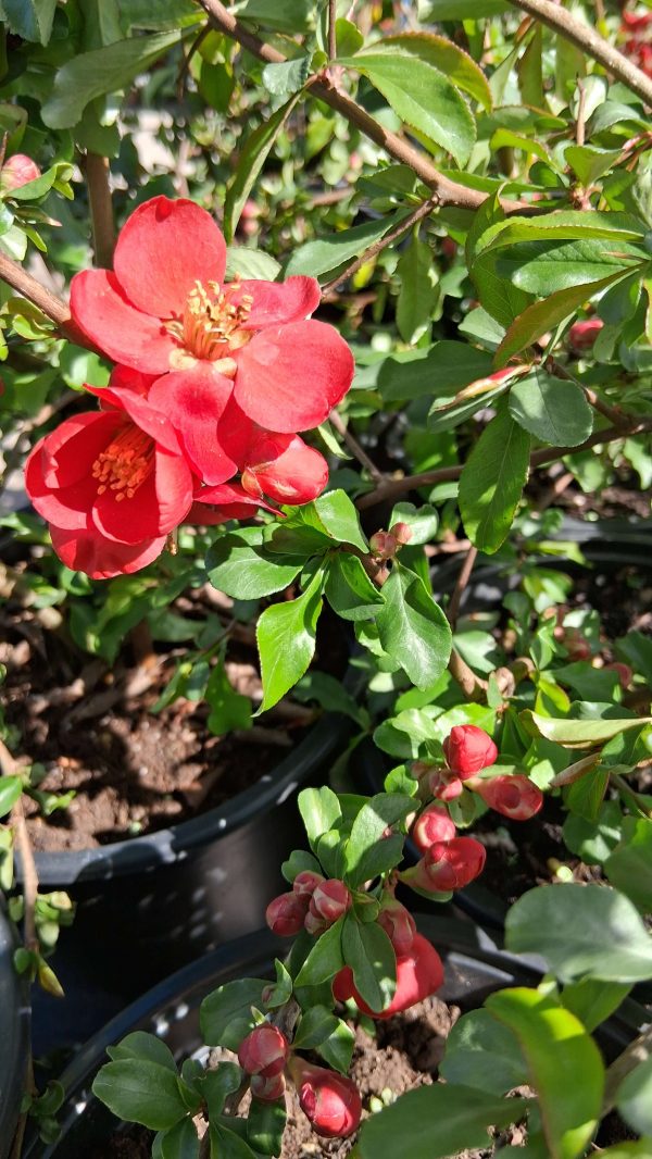 Chaenomeles x superba 'Nicoline' - Japánbirs - Image 4