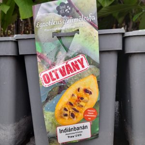 Asimina triloba 'Prima 1216' - Öntermékeny indián banán