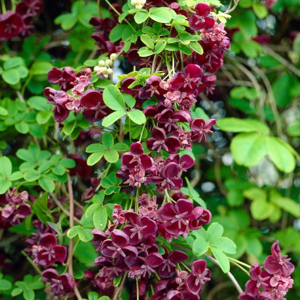 Akebia quinata - Ötlevelű akébia