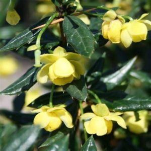 Berberis candidua 'Jytte' - Törpe ezüstös borbolya