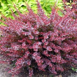 Berberis thunbergii 'Carmen' - Japán vérborbolya