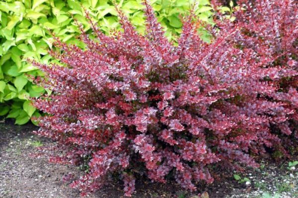 Berberis thunbergii 'Carmen' - Japán vérborbolya