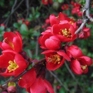 Chaenomeles x superba 'Nicoline' - Japánbirs