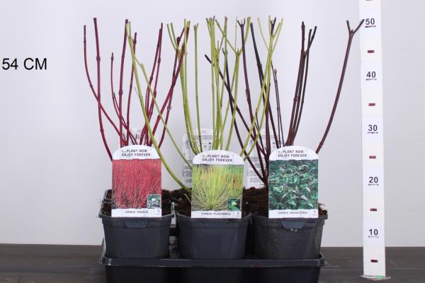 Cornus alba 'Kesselringii' - Fekete vesszejű som - Image 3