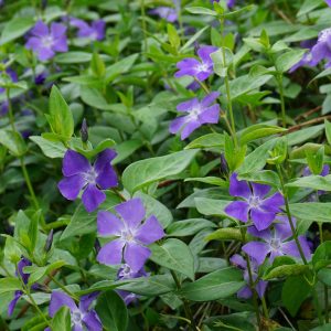 Vinca major - Nagy meténg