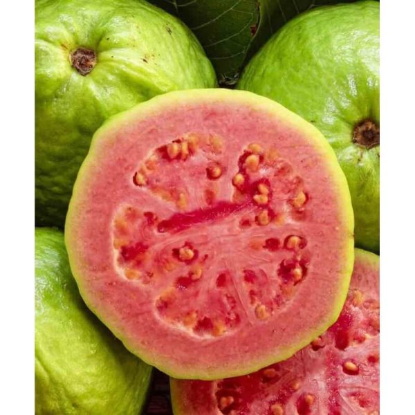 Psidium guajava 'Fresa'- Szamóca guava