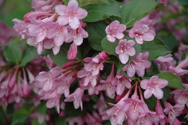Weigela florida 'Pink Princess' – Rózsalonc