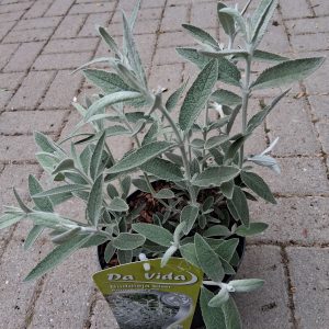 Buddleja 'Silver Anniversary' - Nyáriorgona