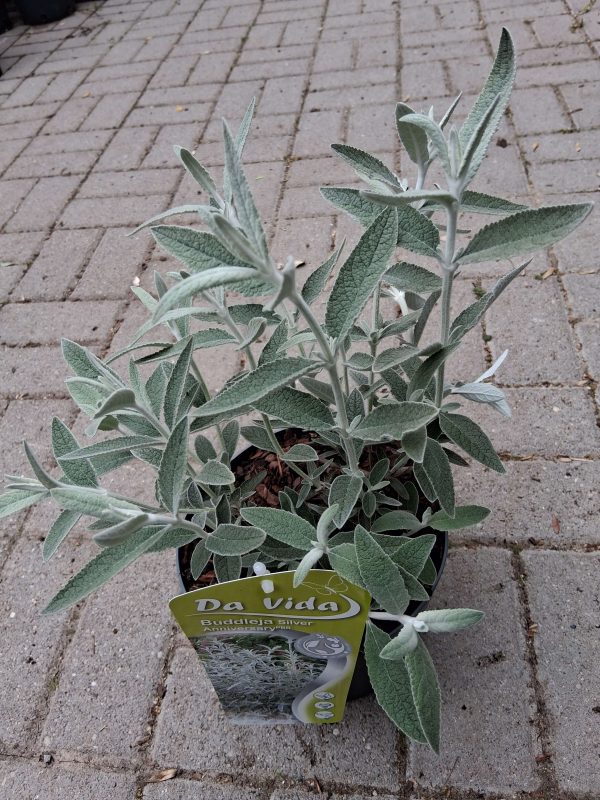 Buddleja 'Silver Anniversary' - Nyáriorgona