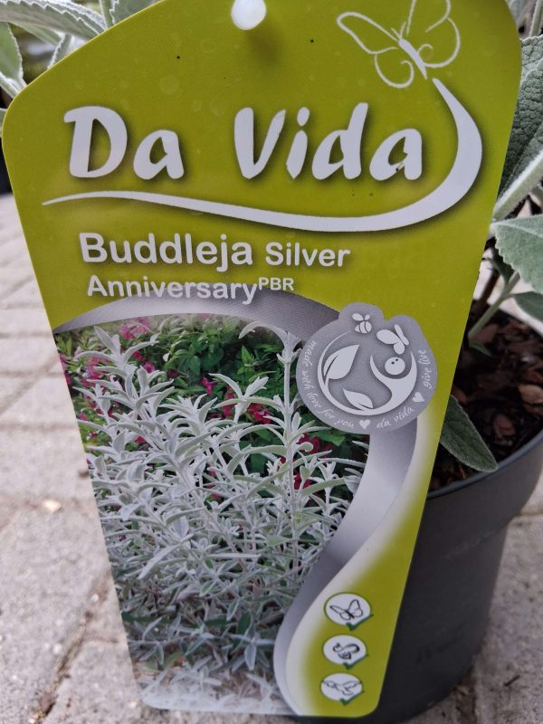 Buddleja 'Silver Anniversary' - Nyáriorgona - Image 2