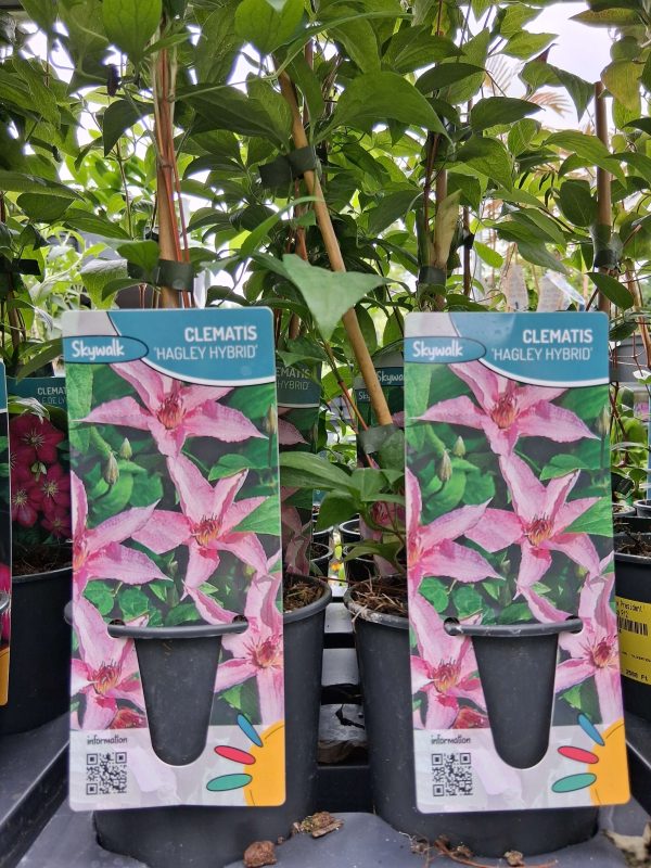 Clematis 'Hagley Hybrid' - Iszalag