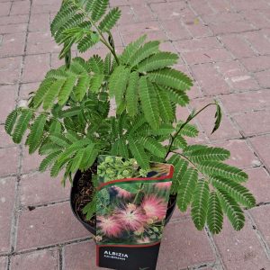 Albizia julibrissin - Selyemakác