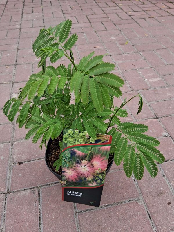 Albizia julibrissin - Selyemakác