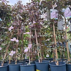Clematis montana 'Mayleen' - Hegyi iszalag