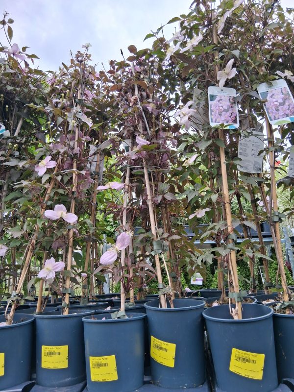 Clematis montana 'Mayleen' - Hegyi iszalag